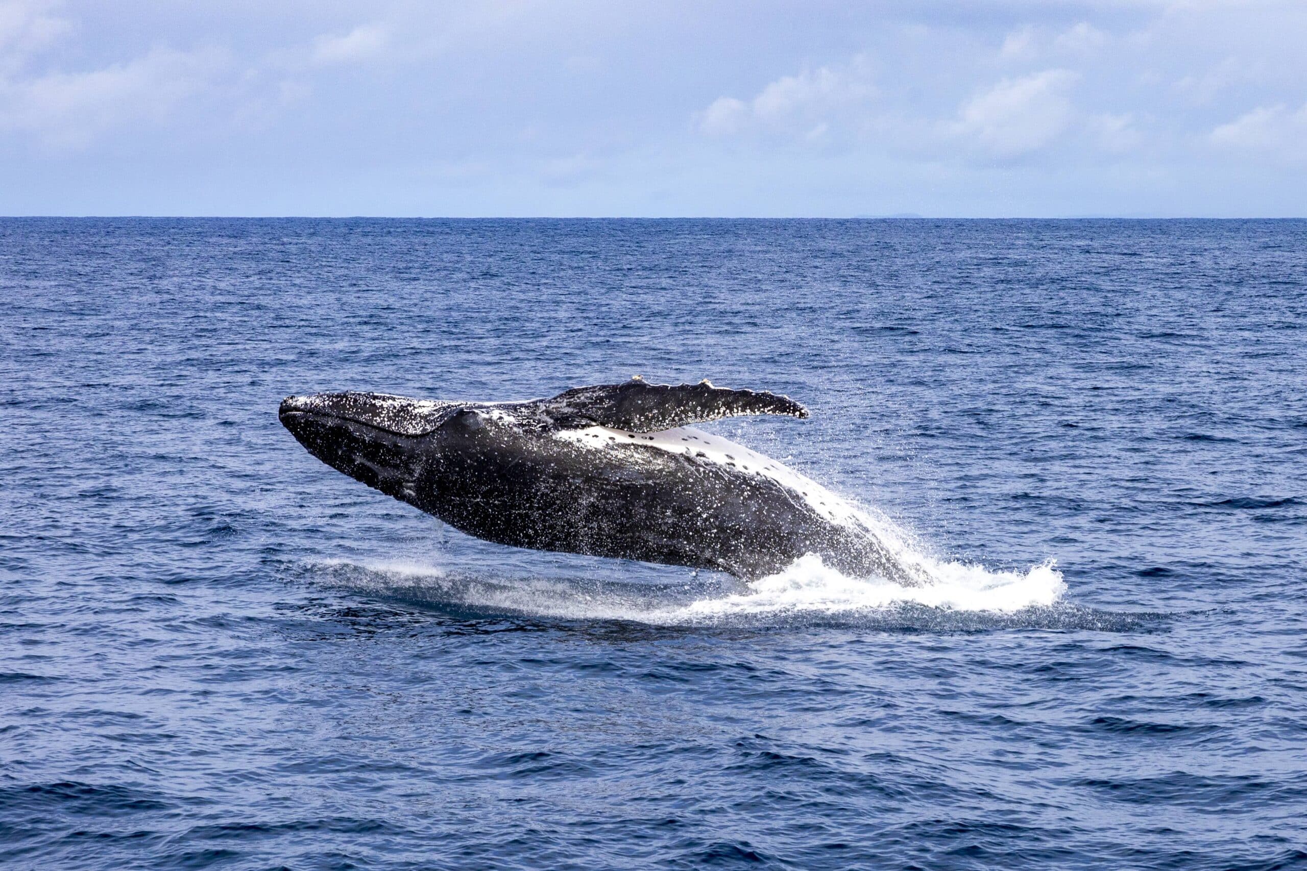 Top 12 things to do in Brisbane this Winter | Whale Watching