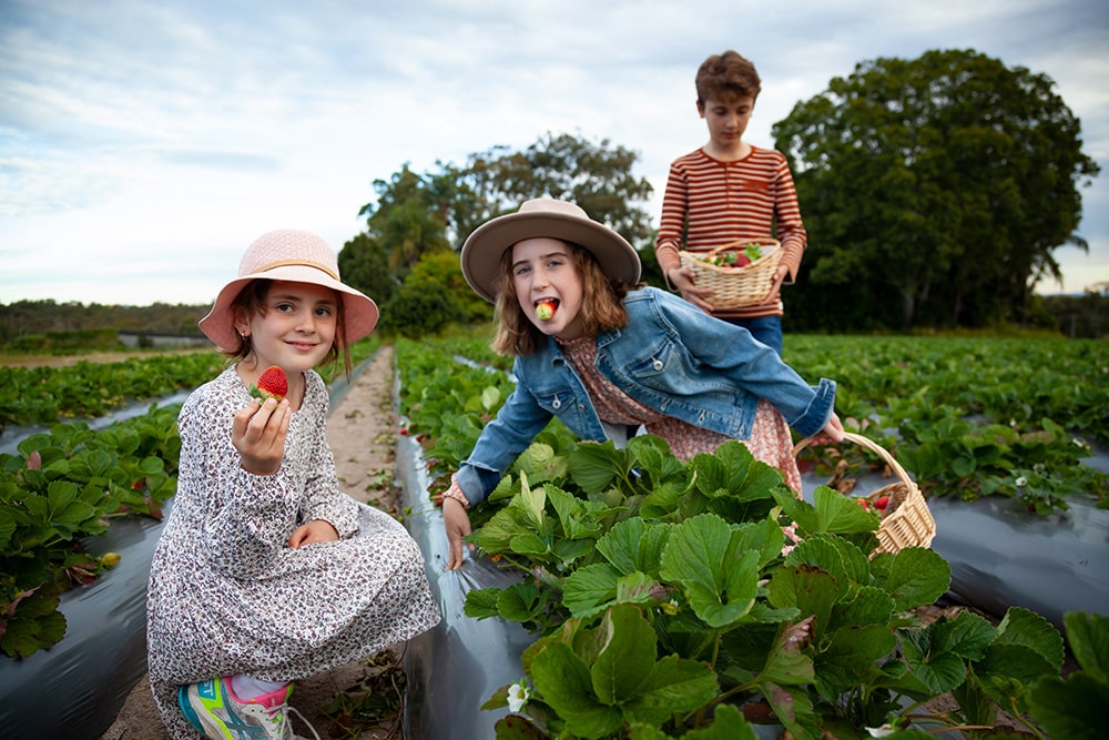 Things to Do in Brisbane in Spring - Chambers Flats Strawberry Farm